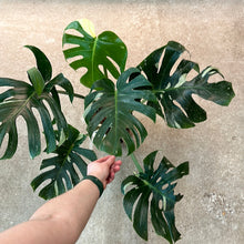 Load image into Gallery viewer, Monstera Thai Constellation Extra Large 8&quot; - Plant &quot;D&quot;