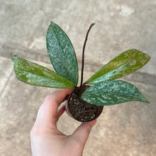 Load image into Gallery viewer, Hoya sp. 2&quot; - Assorted Hoya