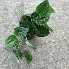 Load image into Gallery viewer, Scindapsus pictus &#39;Satin&#39; 4&quot;