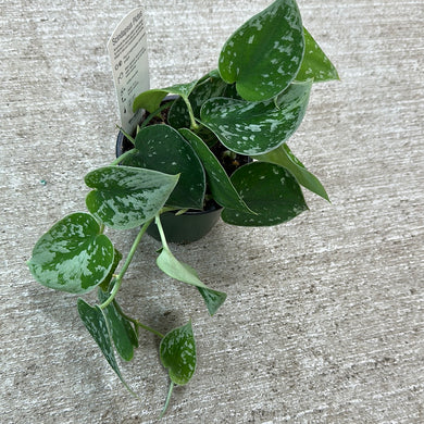 Scindapsus pictus 'Satin' 4