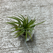 Load image into Gallery viewer, Ionantha Rubra 1-2&quot;