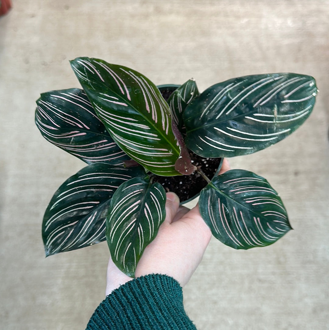 calathea ornata medallion Calathea Ornata 4