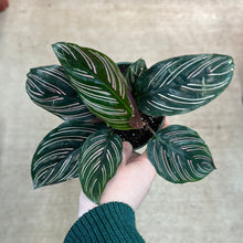 Load image into Gallery viewer, Calathea Ornata 4&quot; - Pinstripe Calathea