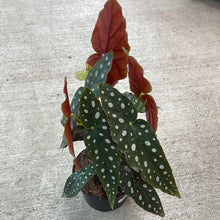 Load image into Gallery viewer, Begonia maculata 6&quot;