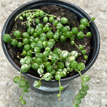 Load image into Gallery viewer, Variegated String of Pearls - Senecio rowleyanus variegata 4&quot;