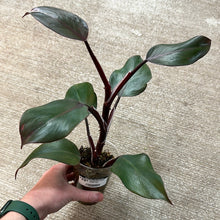Load image into Gallery viewer, Philodendron &#39;White Knight&#39; Cup