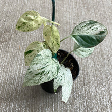 Load image into Gallery viewer, Epipremnum pinnatum marble variegata 3&quot;