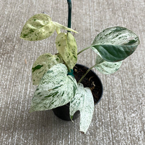 Epipremnum pinnatum marble variegata 3"