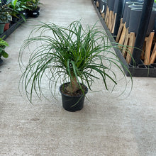 Load image into Gallery viewer, Beaucarnia sp. 6&quot; - Ponytail Palm