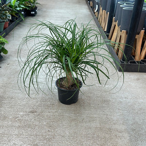 Beaucarnia sp. 6" - Ponytail Palm