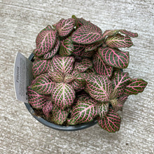 Load image into Gallery viewer, Fittonia sp. 4&quot; - Assorted Nerve Plant