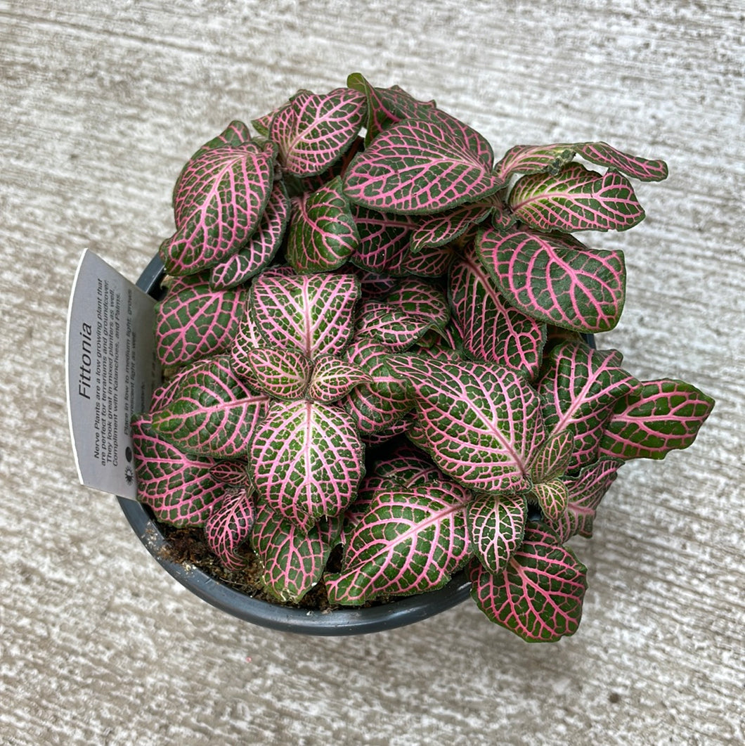 Fittonia sp. 4