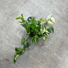 Load image into Gallery viewer, Epipremnum &#39;Marble Queen&#39; 6&quot; - Marble Queen Pothos