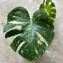 Load image into Gallery viewer, Monstera Thai Constellation Large 6&quot; - Plant &quot;E&quot;