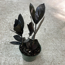 Load image into Gallery viewer, Zamioculas zam. Raven 4&quot; - Raven ZZ Plant