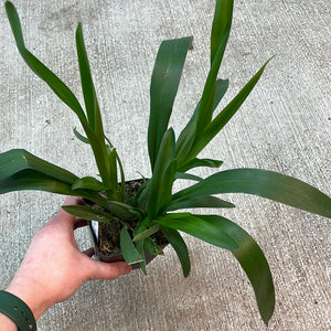 Wilsonara Firecat 'Harmony'