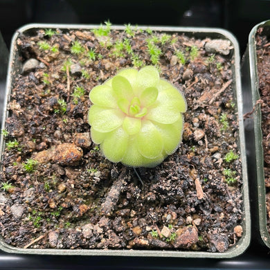 Pinguicula Emarginata x Gypsicola 2