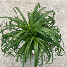 Load image into Gallery viewer, Beaucarnia sp. 10&quot; - Ponytail Palm
