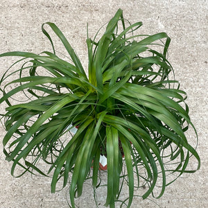 Beaucarnia sp. 10" - Ponytail Palm