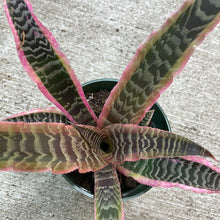 Load image into Gallery viewer, Cryptanthus &#39;Elaine&#39; 4&quot; - Earth Star