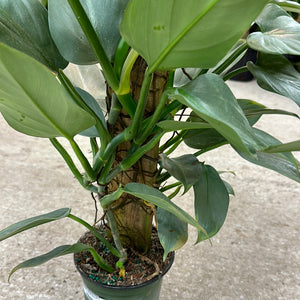 Philodendron Silver Sword Totem 6"