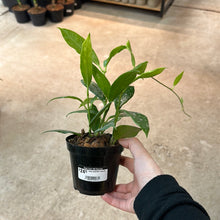 Load image into Gallery viewer, Hoya australis rupicola