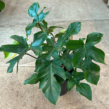 Load image into Gallery viewer, Philodendron Squamiferum 10&quot;