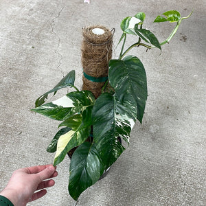 Epipremnum pinnatum variegata 6"