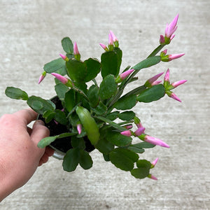 Rhipsalidopsis sp. 4" - Spring Cactus