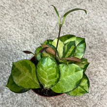 Load image into Gallery viewer, Hoya Australis Lisa 4&quot;