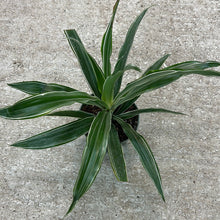 Load image into Gallery viewer, Dracaena Warneckii 6&quot;