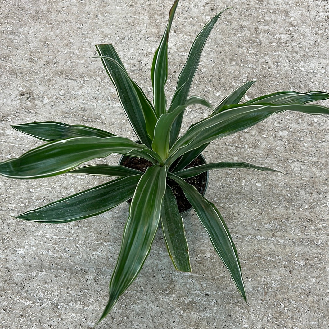 Dracaena Warneckii 6