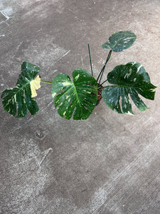 Monstera Thai Constellation Large 6" - Plant "B"