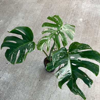 Monstera Albo 6