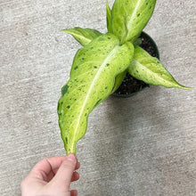 Load image into Gallery viewer, Dieffenbachia Camo 6&quot;