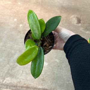 Hoya meliflua 4"