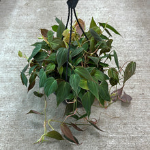 Load image into Gallery viewer, Philodendron Micans 8&quot; HB