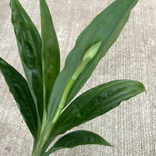 Load image into Gallery viewer, Phaius. Lady Ramona Harris