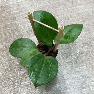 Hoya sarawak 3"