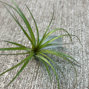 Stricta Soft Leaf 3-4"