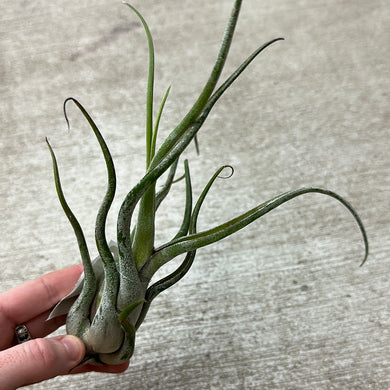 Caput medusae - Airplant