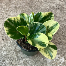 Load image into Gallery viewer, Peperomia obtusifolia &#39;Marble&#39; 4&quot;