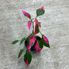 Load image into Gallery viewer, Alternanthera &#39;Party Time&#39; 4&quot;