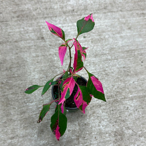Alternanthera 'Party Time' 4"