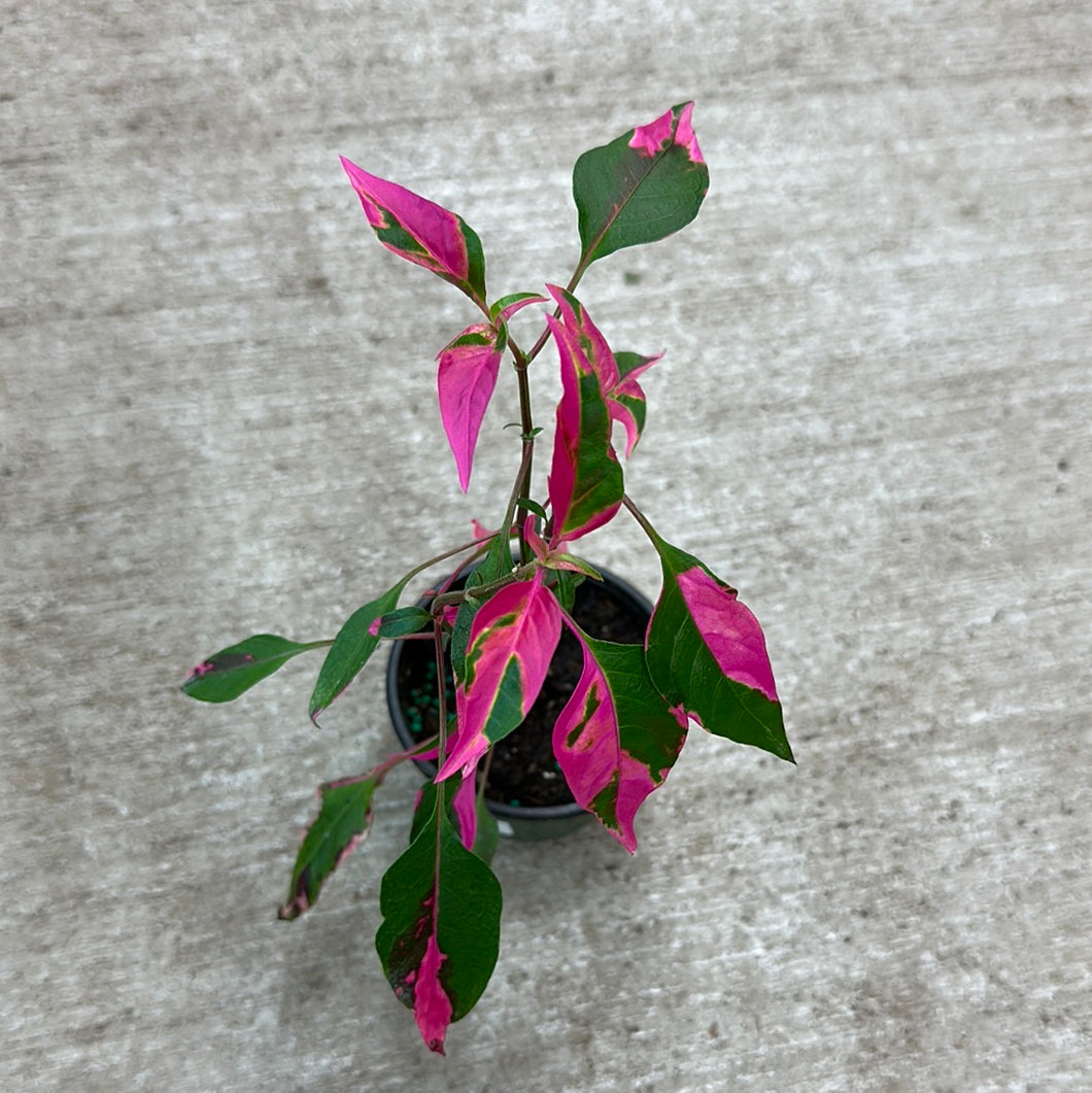 Alternanthera 'Party Time' 4