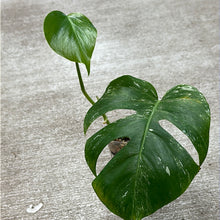 Load image into Gallery viewer, Monstera Albo Cup D