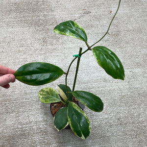 Hoya incrassata eclipse