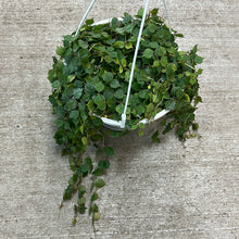 Load image into Gallery viewer, Hoya curtisii 8&quot; HB