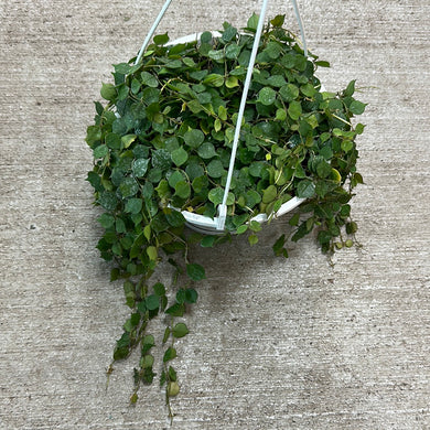 Hoya curtisii 8