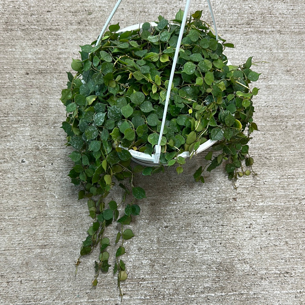 Hoya curtisii 8